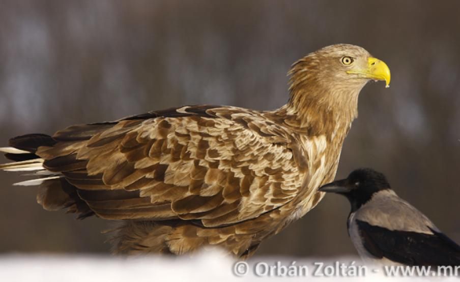 Fehérvár Médiacentrum fotója