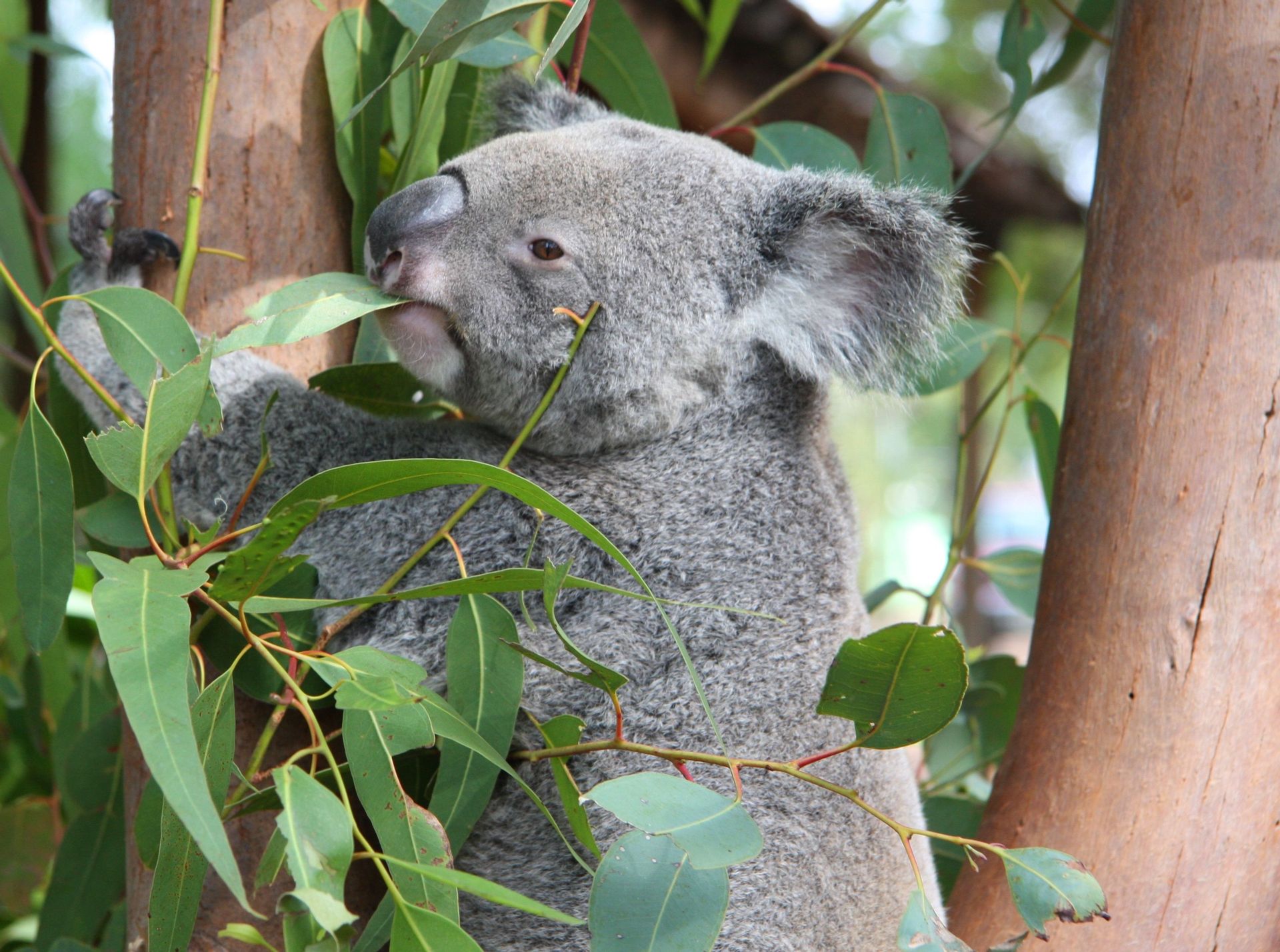 Едят ли коалы. Коала на эвкалипте. Коала листья эвкалипта. Коала питается. Эвкалипт дерево коала.