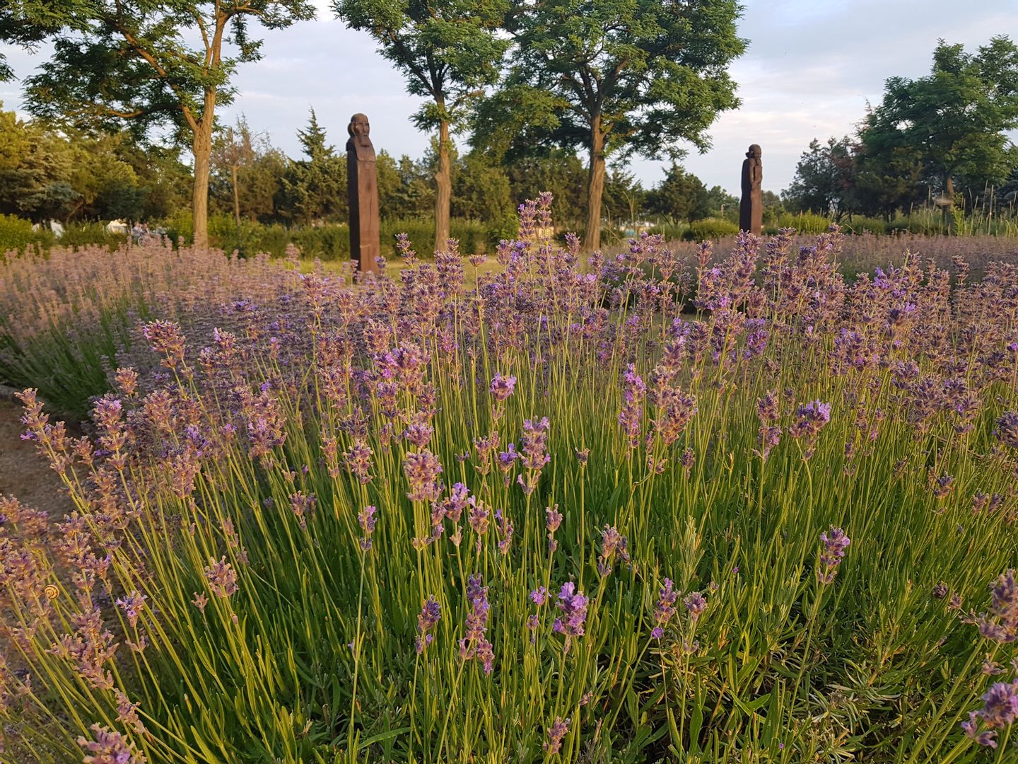 Gyönyörűen virágzik a levendula a Királyok Parkjában