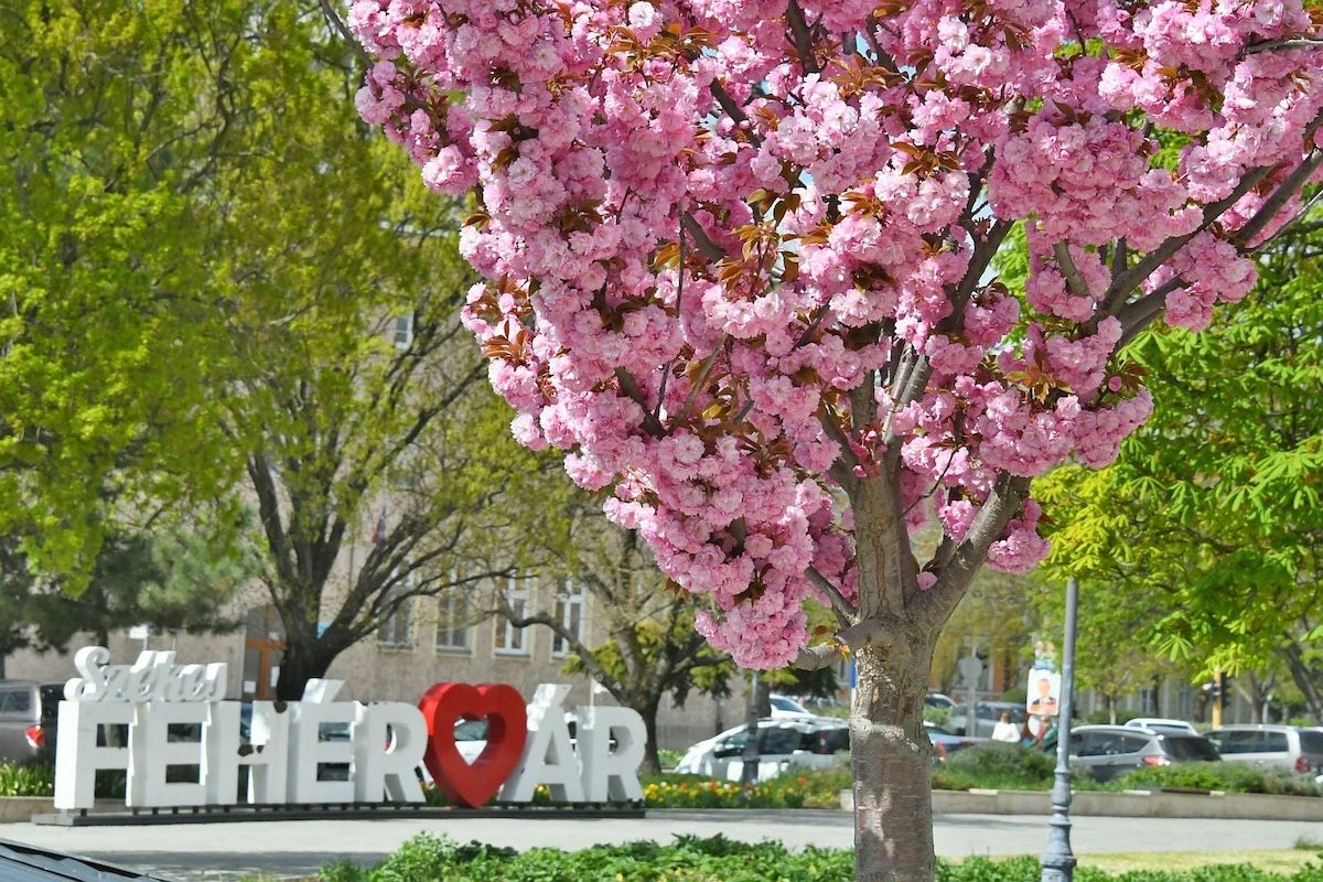 Fehérvár Médiacentrum fotója