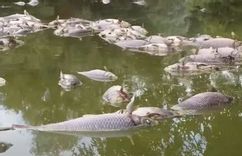 Fehérvár Médiacentrum fotója